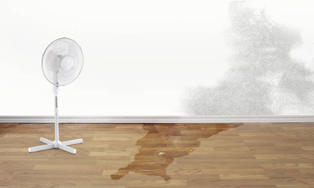 Best Local water damage restoration  in Progreso, TX